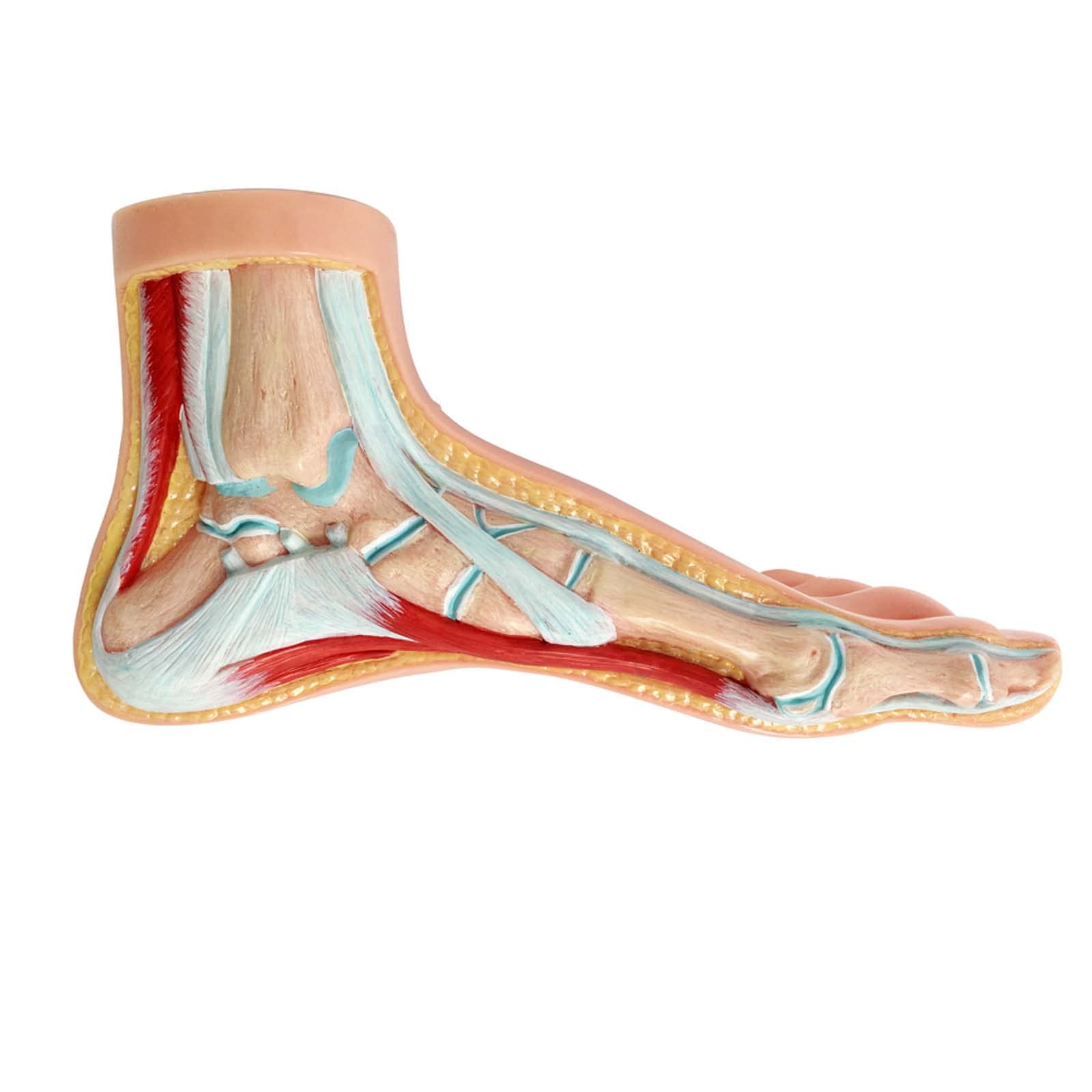 Model anatomii ludzkiej stopy Model podologiczny 3 stopy ludzkie Model z nogami pokazuje zwykłe warunki płaskostopia Szpital do nauczania stóp Normalny