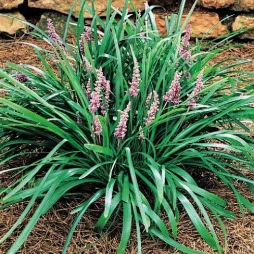 Miniatura 4 de Emerald Goddess Liriope Muscari - 10 plantas vivas - Tolerante a la sequía de bajo mantenimiento cubierta de suelo de hoja perenne hierba