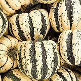 Mountain Valley Seed Co Sweet Dumpling Winter Squash Garden Seeds 1 Oz