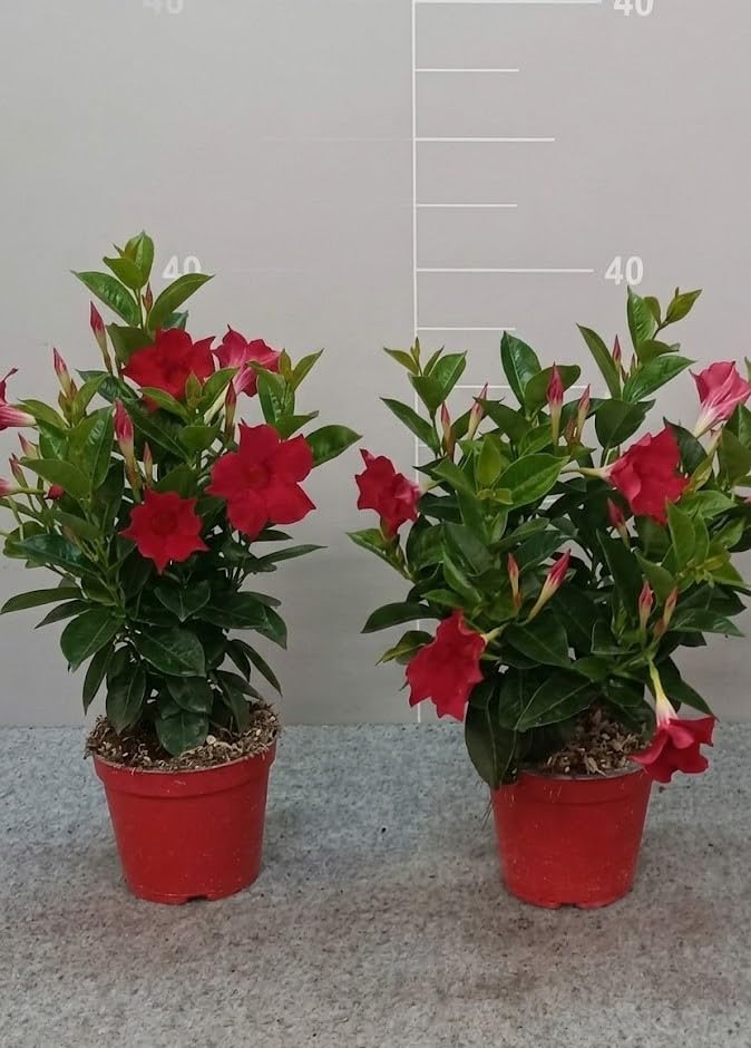 Dipladenia Pianta Rampicante Sempreverde con Fiori Rossi su Vaso cm 14 in Confezione da 2 Piante