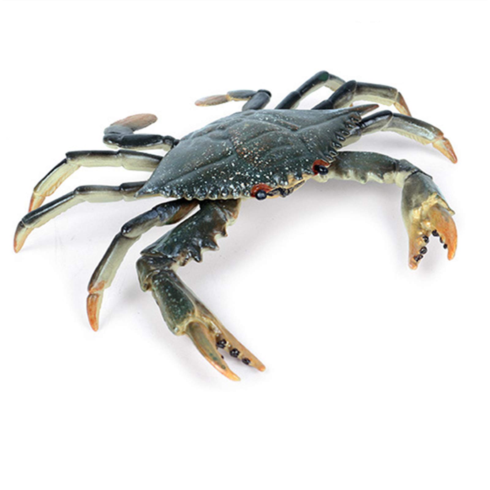 稀少レア平家蟹科凹凸立体リアル鬼面蟹横幅２２X１６X３、５センチ標本コレクション 稀少レア平家蟹科凹凸立体リアル鬼面蟹横幅22X16X3、5