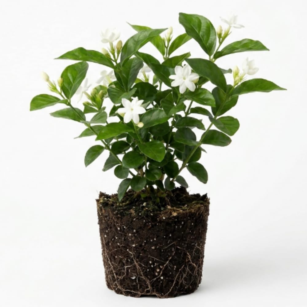 Amazon.com : White Jasmine Plant, Maid of Orleans Jasmine Live