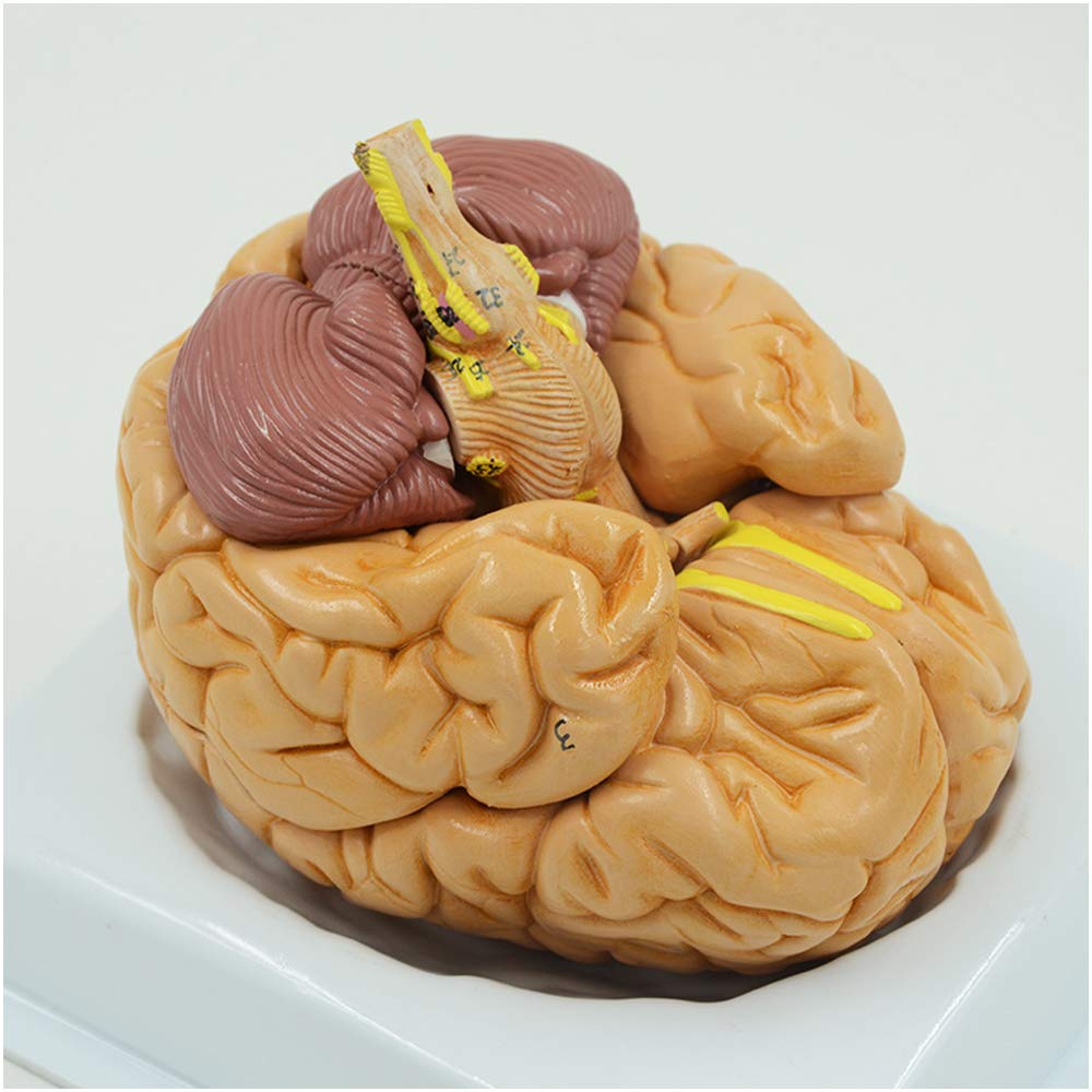 Sjdopulse A Brain Natomical Model - Human Brain Natomy Model - Removable 8 Parts Human Brain Model - Life Size Human Brain Cerebral Cortex Natomical Model - For Teaching Study (A)