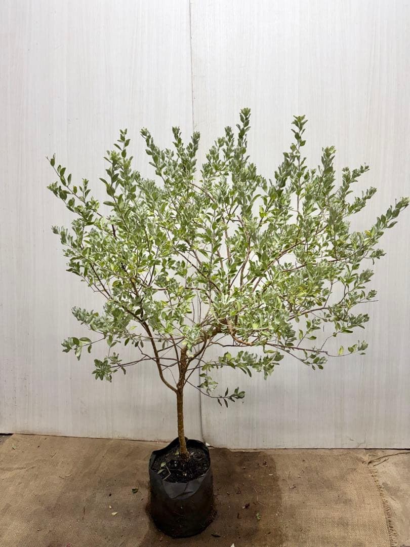 Amazon｜レウコフィルム シルバーリーフ 459 ガーデニング 園芸用品