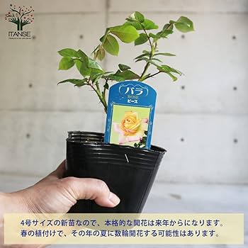 Amazon.co.jp: 薔薇の苗