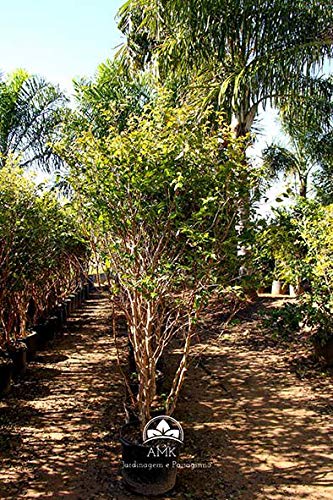 Muda De Jabuticaba Hibrida (Em Ciclo Produtivo)