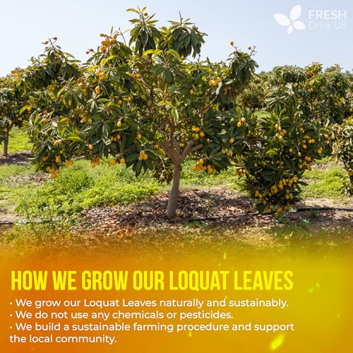 Image of FreshDrinkUS, Premium 40 Tea Bags Loquat Leaf Tea | Eriobotrya japonica | Herbal Tea Bags | Naturally Dried Loquat Leaves | Caffeine-Free Botanical Tea. Sugar-Free. Caffeine-Free. Vegan