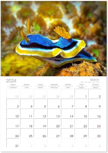 Miniatura 6 de Nudibranchs, un colorido espectáculo bajo el agua (calendario mensual de pared 2022 11.4 x 16.1 in (abierto))
