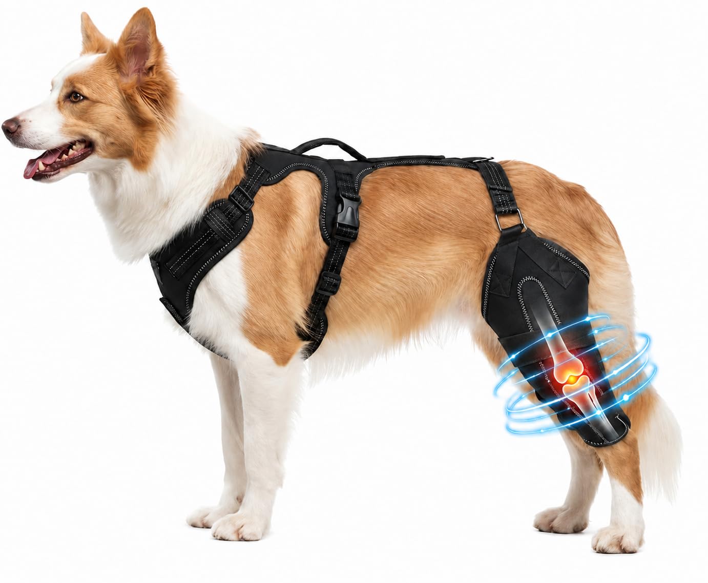Dog Ligament Brace Support for ACL Injury Torn Recovery, Pet Adjustable Neoprene Dog Leg Support Sleeve, Pet Knee Joint Stabiliser for Cruciate ligament injury recovery, arthritis support. (M)