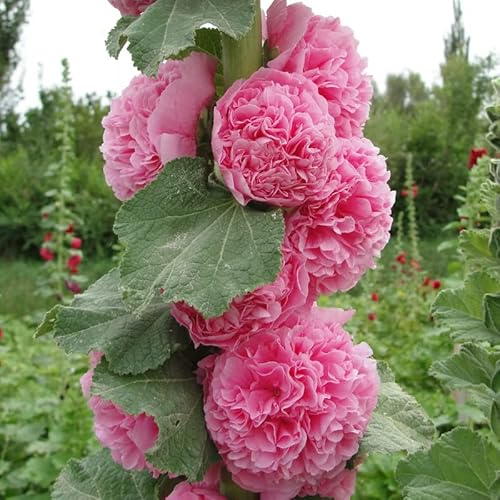 25 Double Pink Hollyhock Seeds Perennial Flower Seeds #TOP30