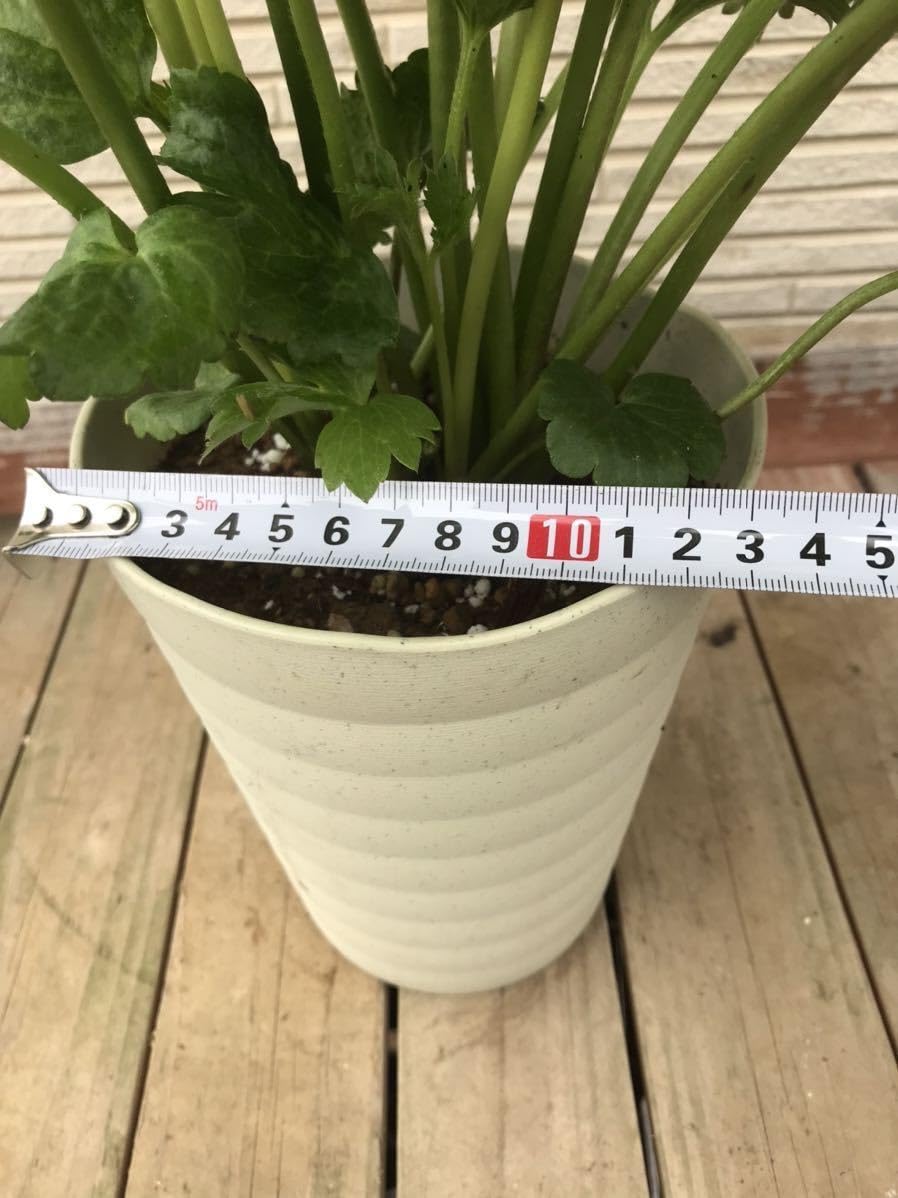 Amazon.co.jp: ラナンキュラス ラックス サティロス 花付きいい