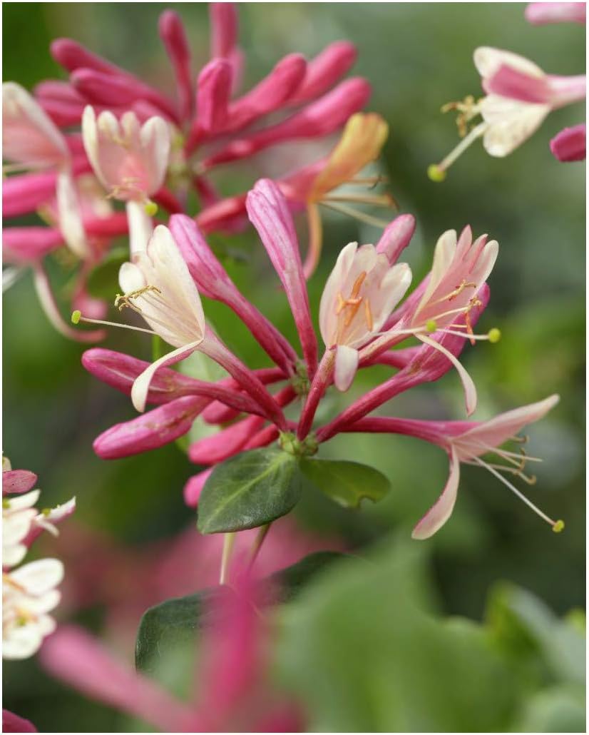 Lonicera Japonica Dart's World, Honeysuckle Plant in 9 cm Pot