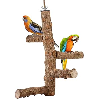 long haired miniature pinscher