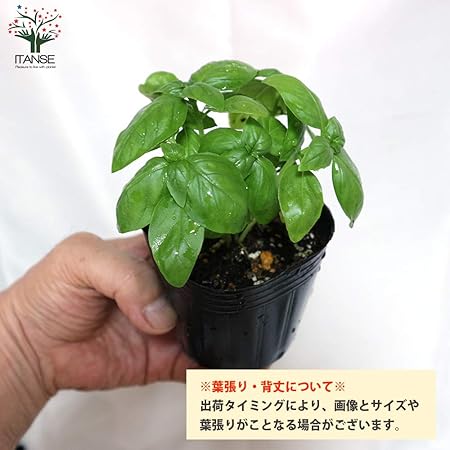 Amazon Co Jp スイートバジル3号 3 5号 3個 資材セット 取手付きプランターlサイズ 白1個 培養土12l スティック肥料3個 ハーブ苗 資材セット 沢山あるバジル 品種の中でも香りが良く日本でも定着したハーブです イタリア料理に多く使われる品種は バジル