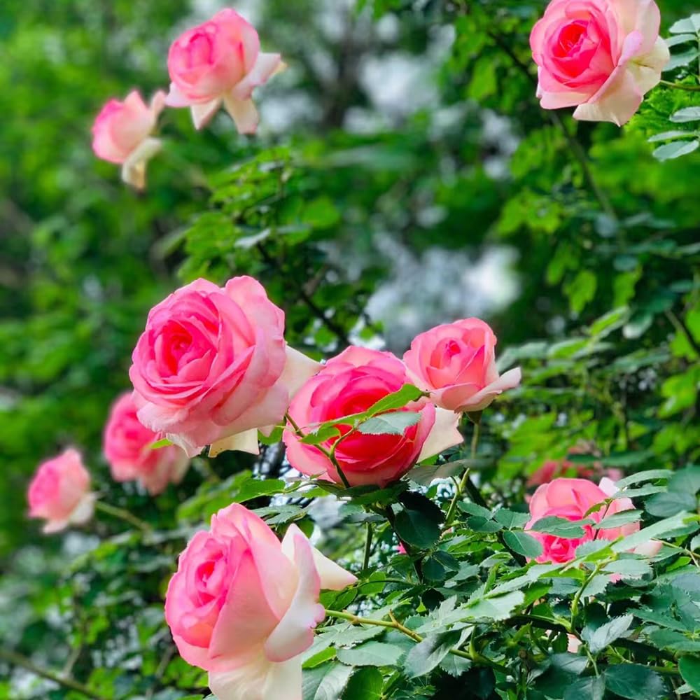 Somerway Rosenblumensamen – Bunte Mischung, 200 Stück, Für Garten & Balkon