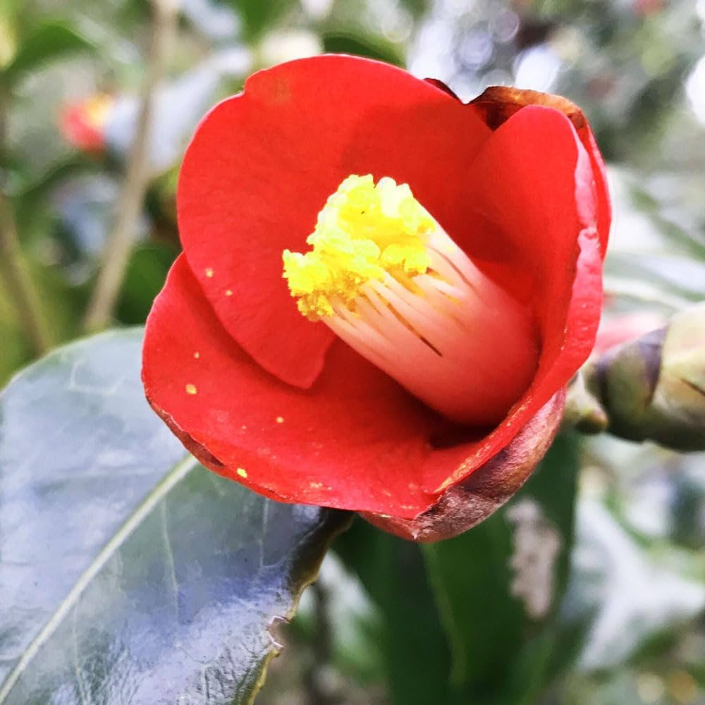 Amazon.co.jp: ITANSE 椿(ツバキ)の苗木 品種:対馬の娘(つしま Amazon.co.jp: ITANSE 椿(ツバキ)の苗木 品種:対馬の娘(つしま