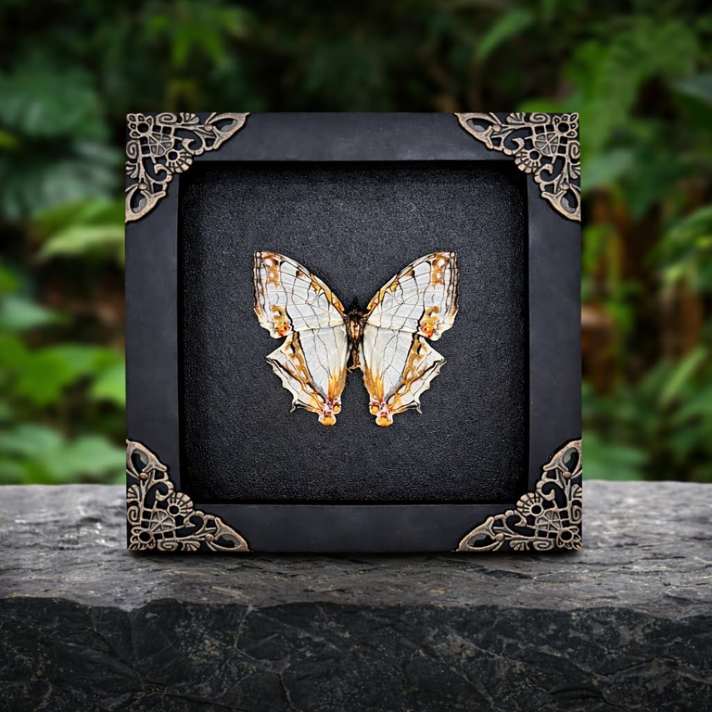 Real Map Butterfly Black Framed Insect Shadow Box, Cyrestis Thyodamas Mounted Butterfly Display, Preserved Butterfly Framed Wall Decor Nature Art, Tabletop Hanging Frame Gift