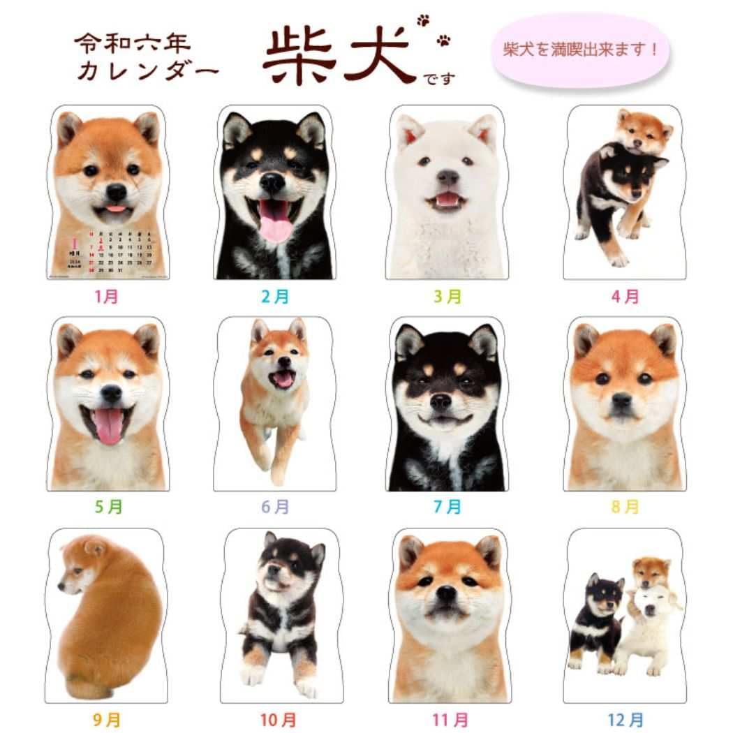 柴犬が好き Amazon | アクティブコーポレーション 2024年 カレンダー 壁掛け