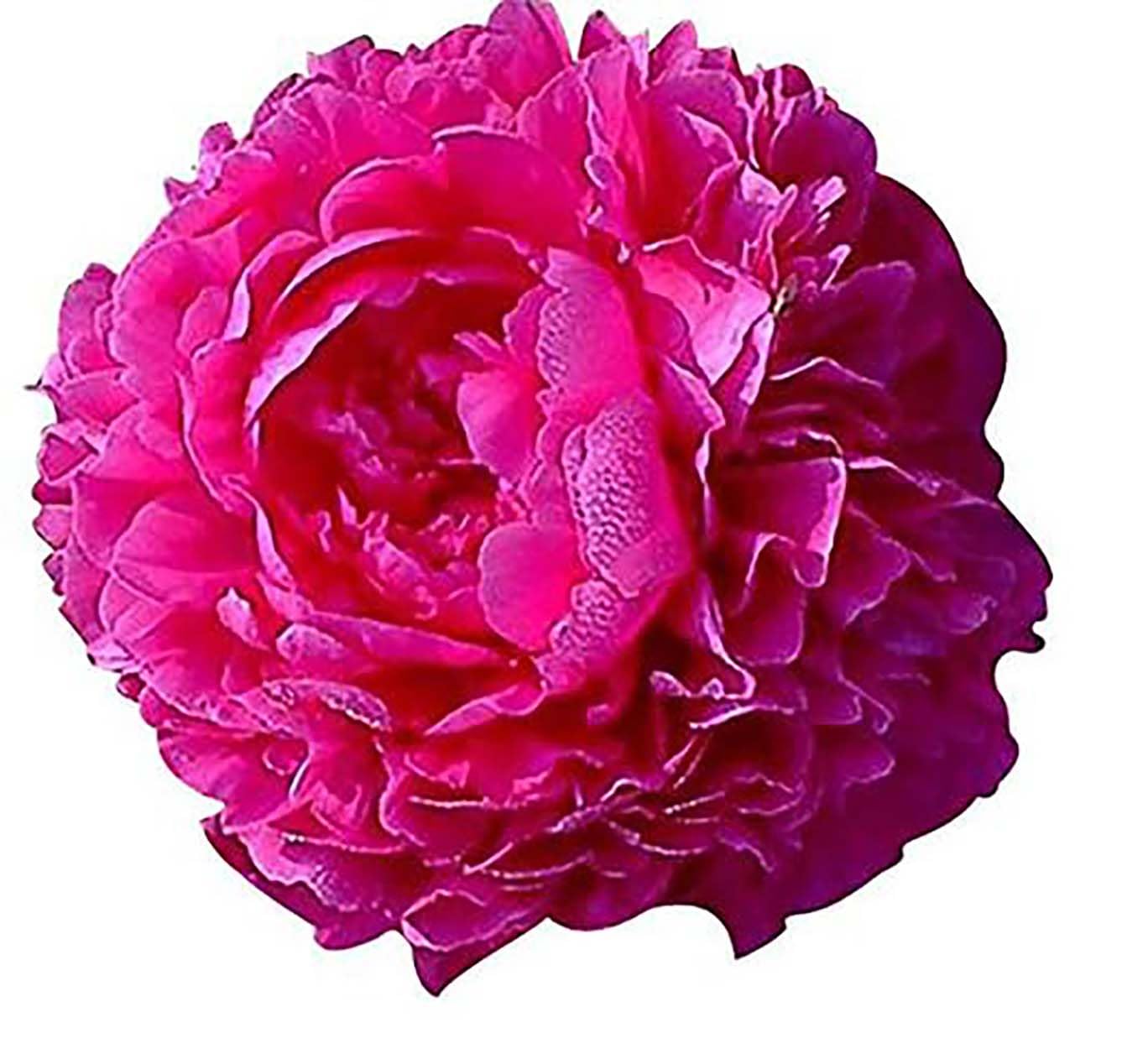 Kansas Peony 1 Gallon Pot
