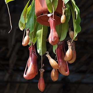 20 pcs Nepenthes Seeds - Nepenthes Mirabilis - Gardeners Choice Nepenthes Plants Indoor Plant for Home Garden Ornamental Countyard Garden Home High Ornamental Value Tropical Pitcher