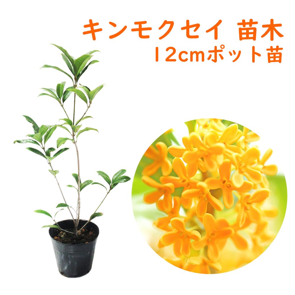 Amazon.co.jp: キンモクセイ 15cmポット苗 苗木 樹高約30cm 金木犀 三