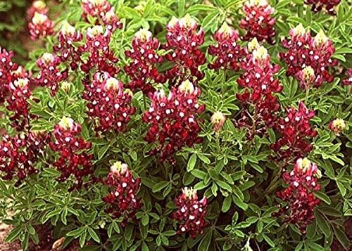 20+ RARE MAROON/RED TEXAS BLUEBONNET FLOWER SEEDS / SELF SEEDING ANNUAL