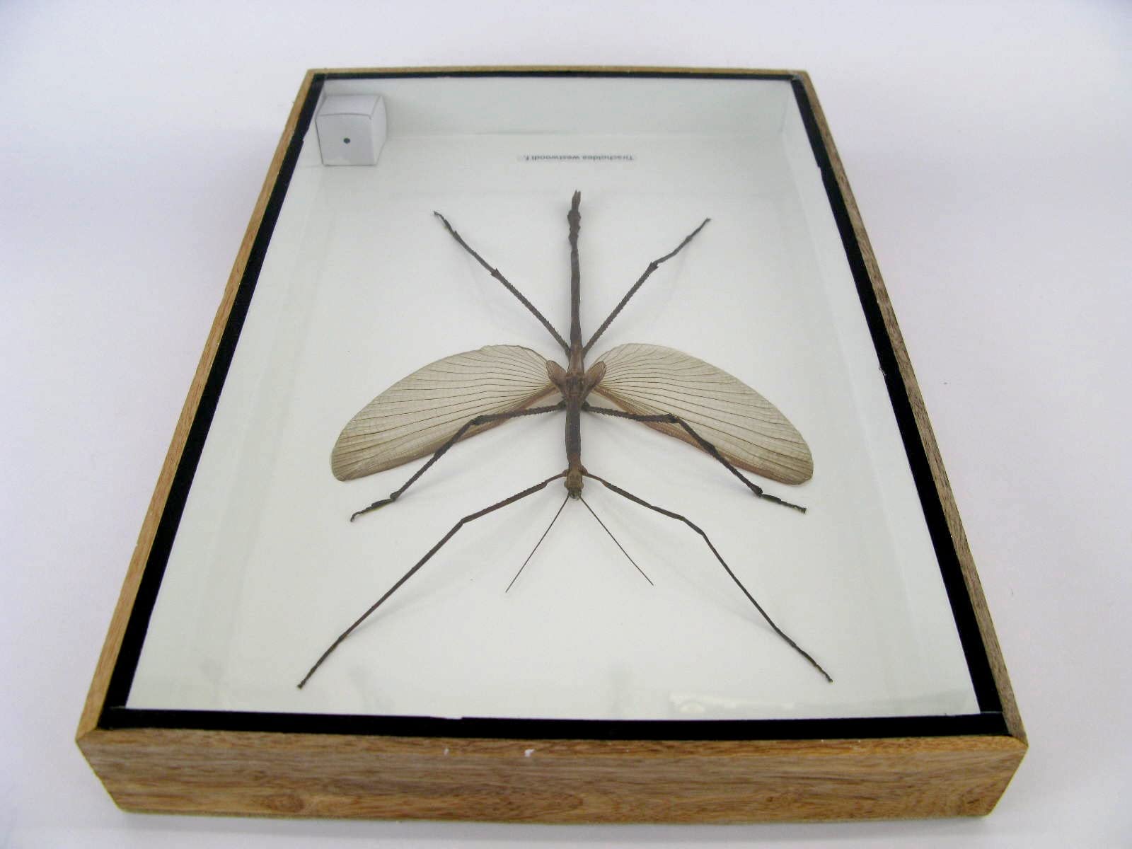 Echte präparierte und riesige Insekten, Cicaden und Krabbler im Schaukasten aus Holz hinter Glas … (Tirachoeda westwoodi m.)