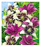 BALDUR Garten Winterhart Lilien-Mix 'Tango & Lilac', 5 Zwiebeln Lilium, Blumenzwiebeln, pflegeleicht, Wasserbedarf gering, für Standort in der Sonne geeignet, blühend, Hydrangea macrophylla