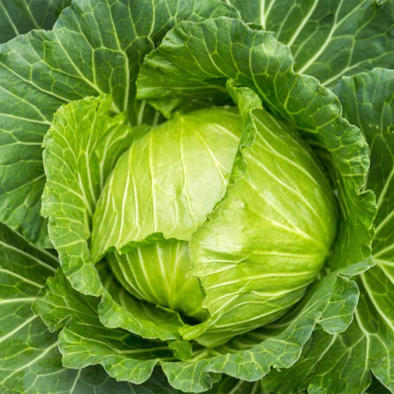 Miniatura 3 de Mercado de repollo-Copenhague (50 semillas)