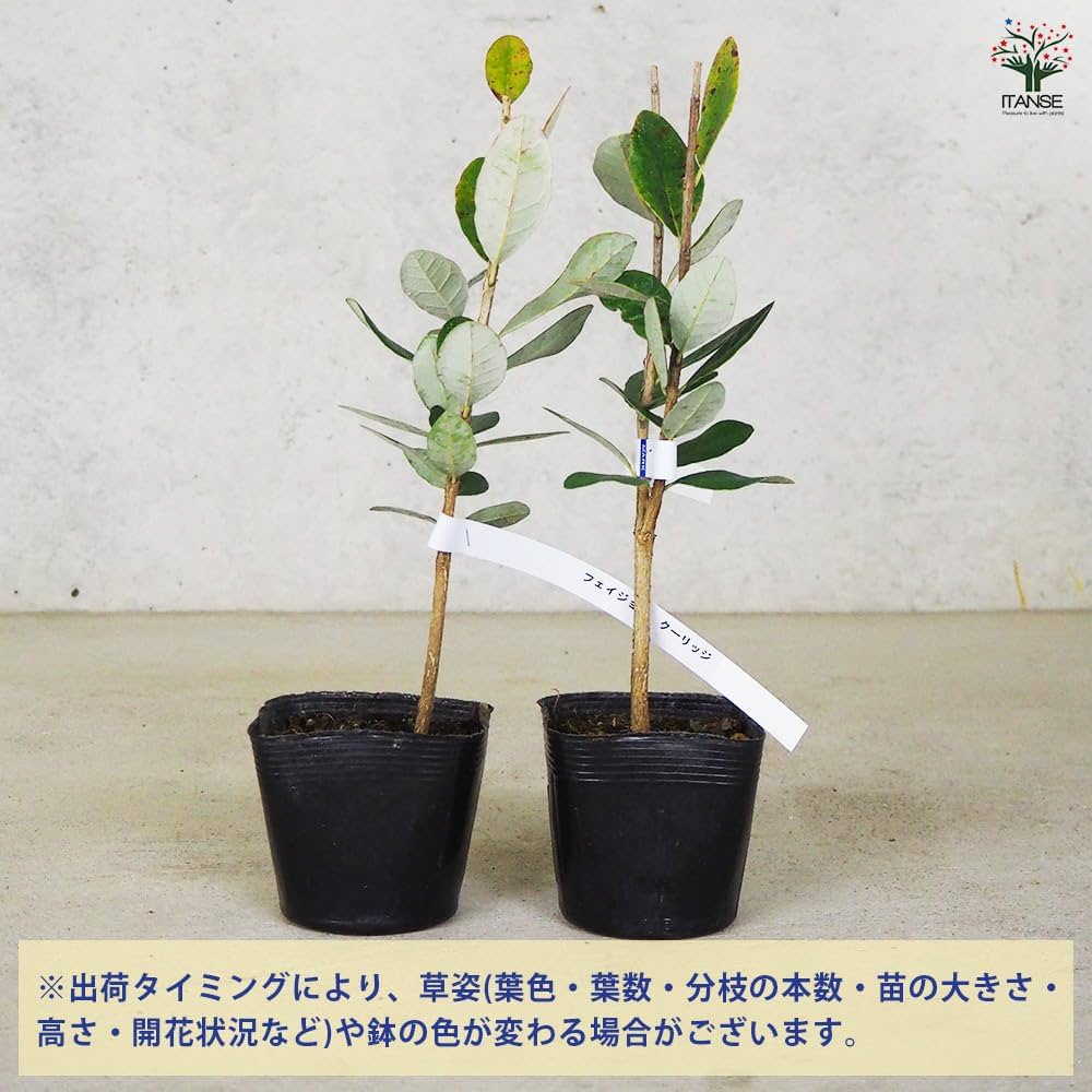Amazon.co.jp: ITANSE フェイジョア クーリッジ 1年生 挿し木苗