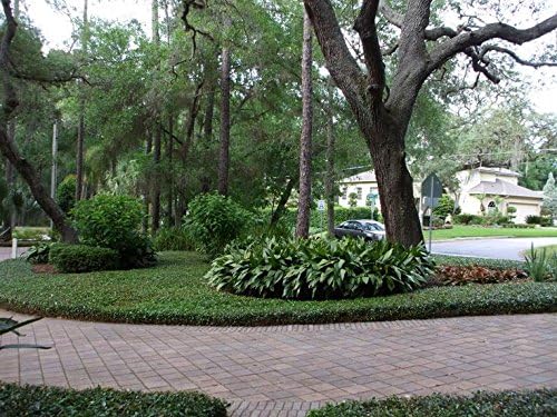 Madison Confederate Jasmine (Trachelospermum jasminoides)