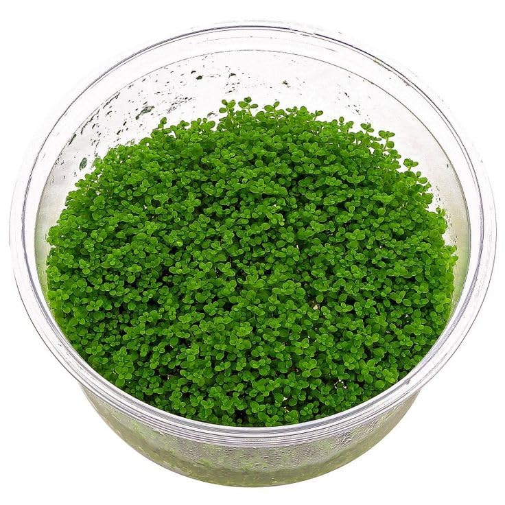 Azolla Seeds Live Plant Seeds,Floating Live Plant Seed (Pack of 1000)-image-47