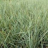 6x Blaustrahlhafer - Helictotrichon sempervirens - Topf...