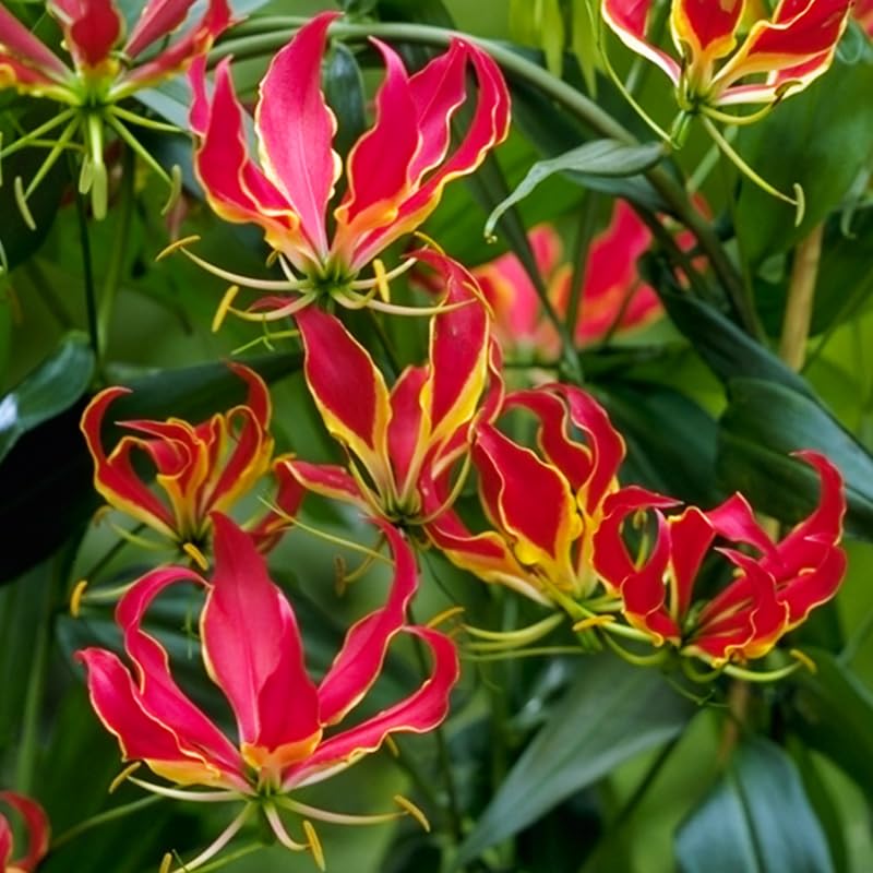 Glory Lily Bulb