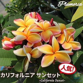 618caT8bD0L._AC_UF350,