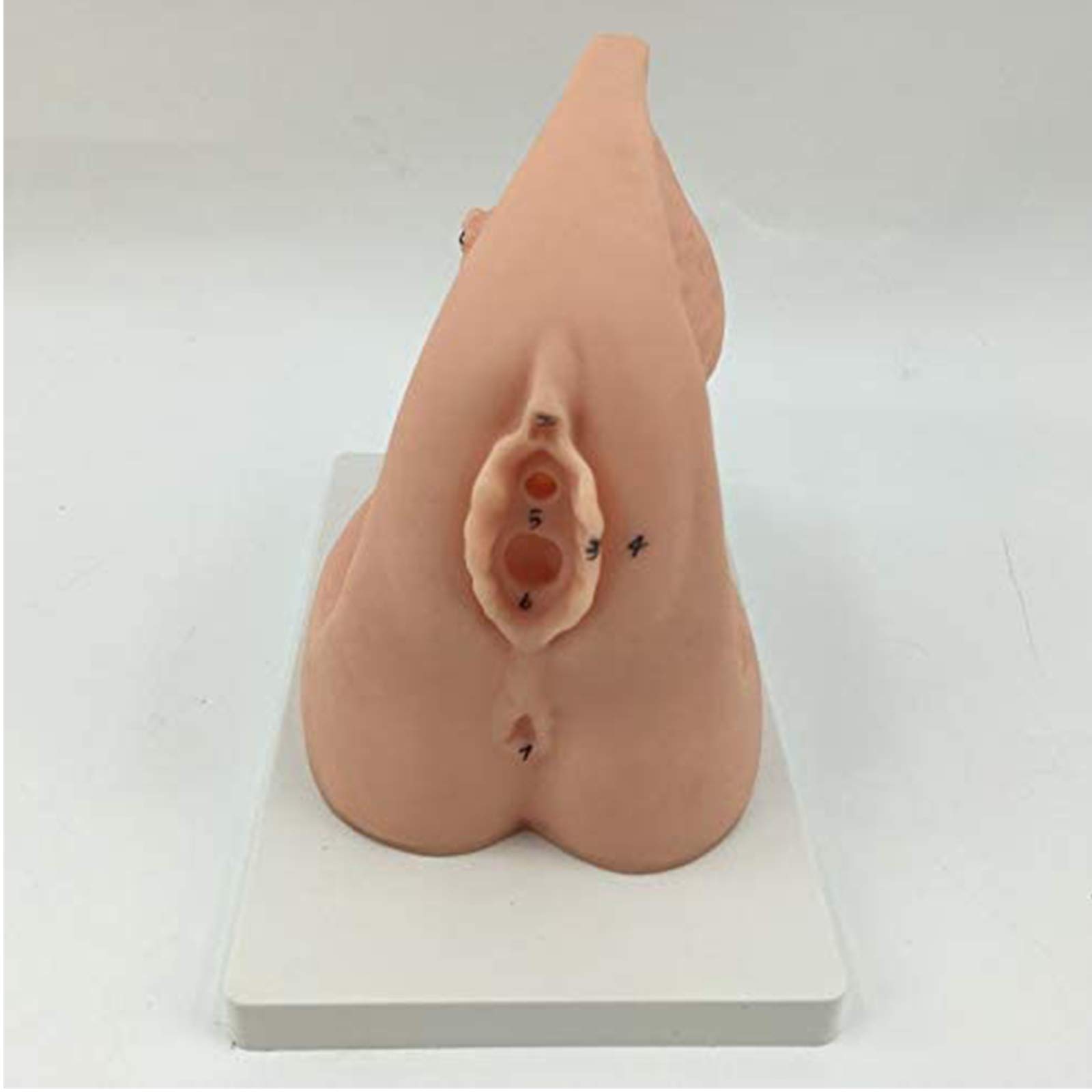 Modèle de cathétérisme - Modèle de cathétérisme interne et externe féminin - Modèle de formation à la pratique médicale - Modèle d'enseignement du mannequin en PVC - Pour l'aide à la formation médica