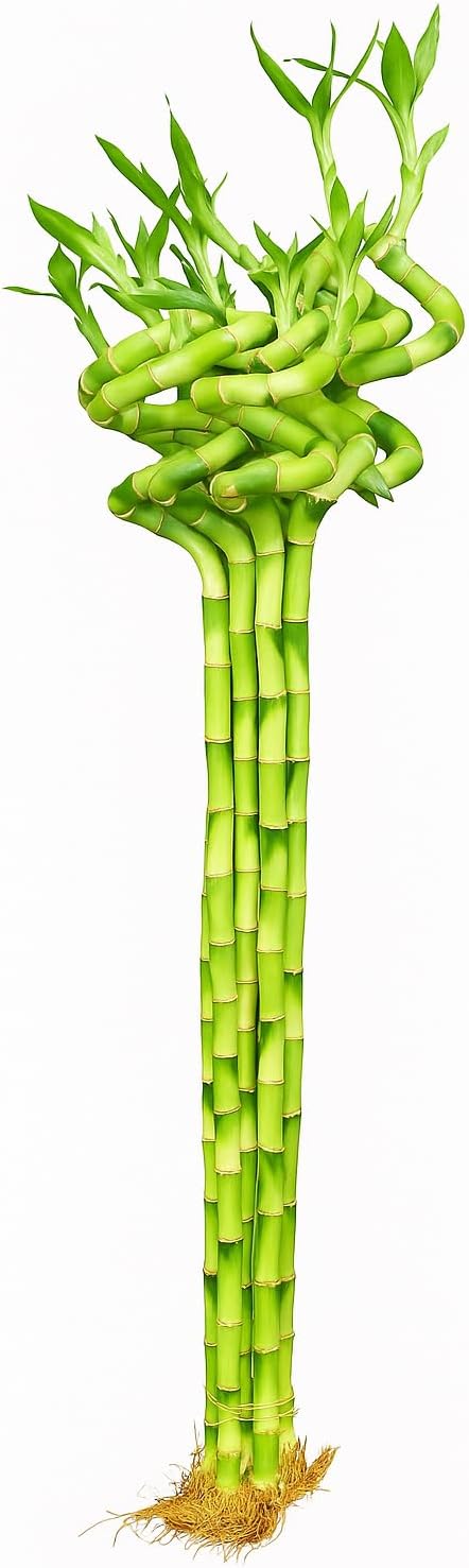 Pots & Plants Spiral Dancing Lucky Bamboo | 60cm, 6 Sticks with Growth Booster | Air-Purifying Indoor Plant for Home, Office & Gift | Feng ShuiVastu Plant for Good Luck & Positive Energy