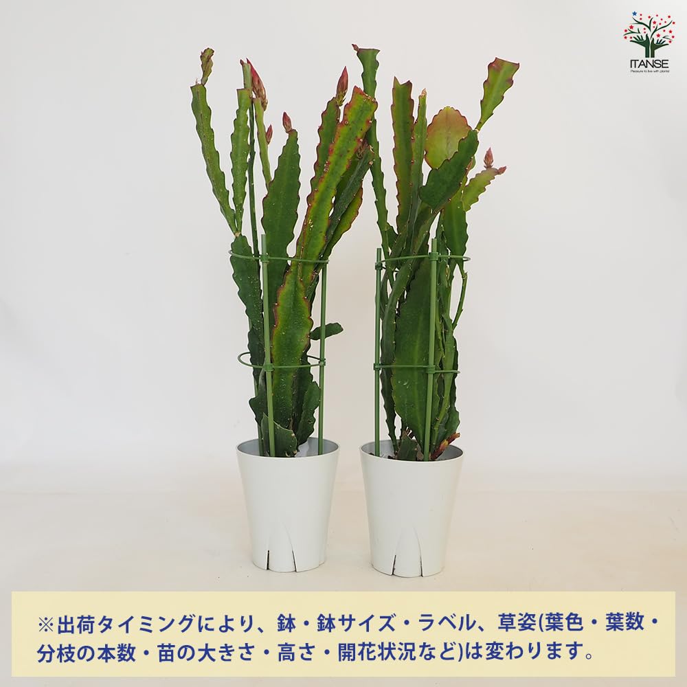 Amazon.co.jp: ITANSE 孔雀サボテン(クジャクサボテン) 赤花 5号