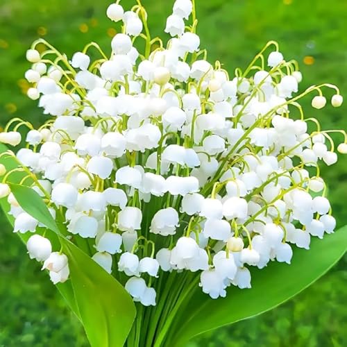 10 Lily of The Valley Bulbs for Planting, Perennial Lily