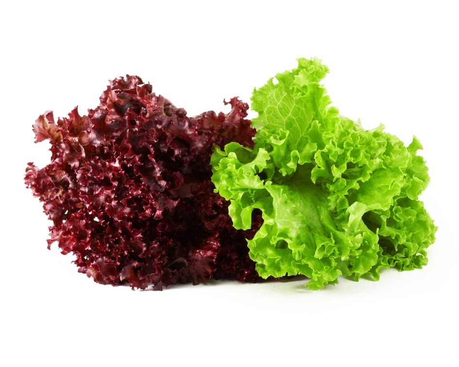 Magnif Combo of Lettuce Hybrid Quality Seeds for Home Gardening and Farming of Lettuce Green | Lettuce Red Seeds (B0BN1DPQKV) Amazon Price History, Amazon Price Tracker