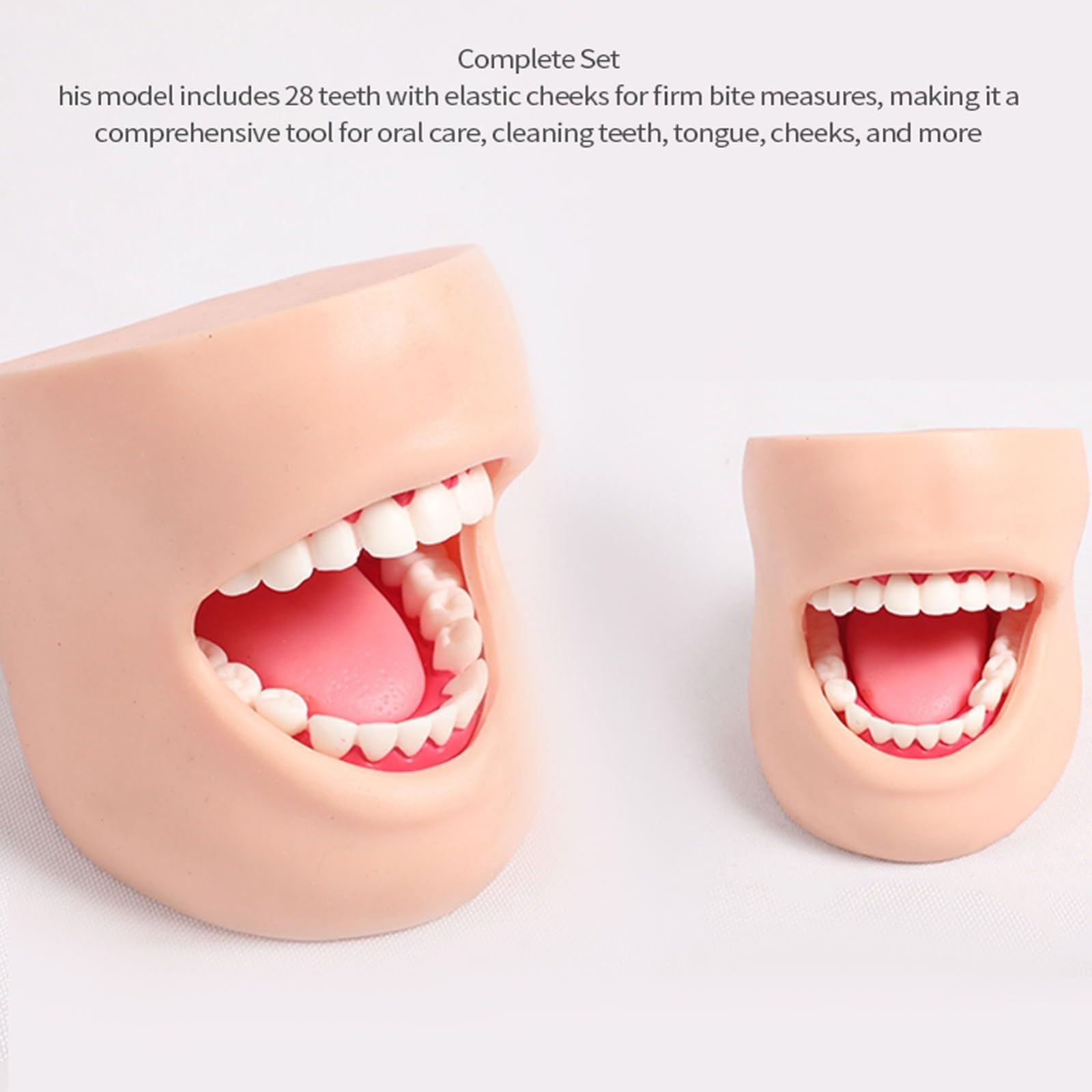 Dentystyczne modele dentystyczne do nauczania modeli dentystycznych modeli do pielęgnacji zębów (z policzkami)