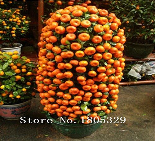 HOO PRODUCTS - 20pcs Edible Fruit Mandarin Bonsai Tree Seeds, Citrus Bonsai Mandarin Orange Seeds heirloom seeds Cheap!