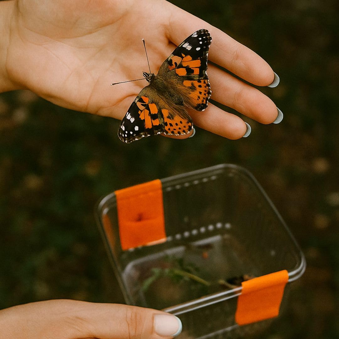 Vanessa Cardui Kit Farfalle, Il kit Farfalle da allevare in casa - Idee regalo Bambini, Regalo creativo per Bambini, Kit educativi scientifici, Giochi educativi per bambini