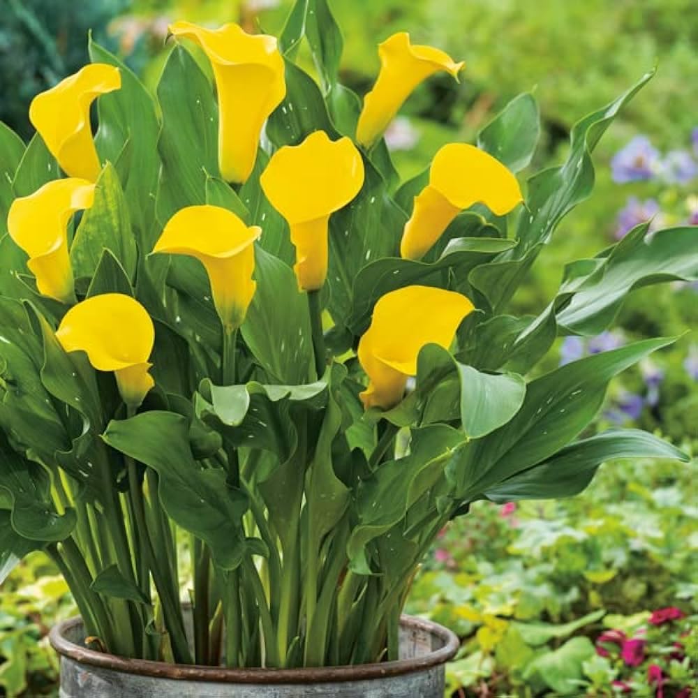 See full amazon price history chart for Andhagnai Greens Zantedeschia Flower Bulbs - Calla Lily Gold Yellow Flower Bulbs (Set Of 2 Bulbs In Packet) Andhagnai Greens Zantedeschia Flower Bulbs - Calla Lily Gold Yellow Flower Bulbs (Set Of 2 Bulbs In Packet) (B0BTW482WP) Amazon Price History, Amazon Price Tracker