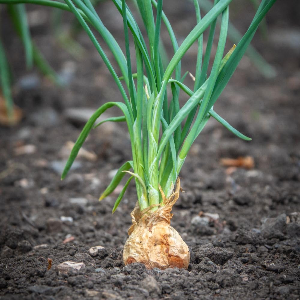 Shallot Longor (Autumn Planting) 250g - RHS AGM Variety, French Production, Robust Flavour, Long Bulbs, Good Storage - Thompson & Morgan