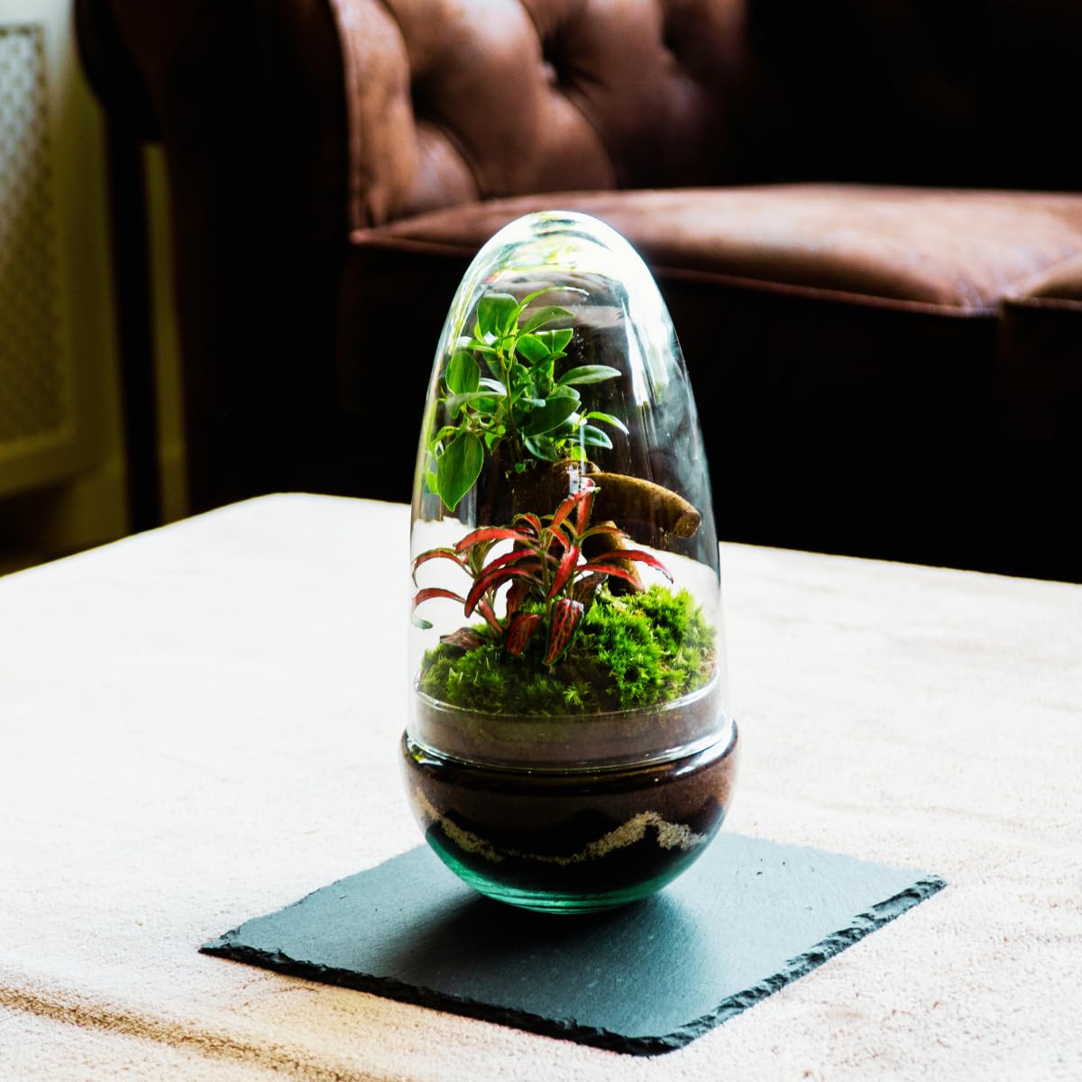 Terrario Plantas Cristal - Cúpula con Ficus Ginseng y Fittonia | Jardin Eterno en Cristal o Ecosistema Cerrado | Ideal para Decoración Hogar | Pequeño | Medidas: 26 x 12 cm