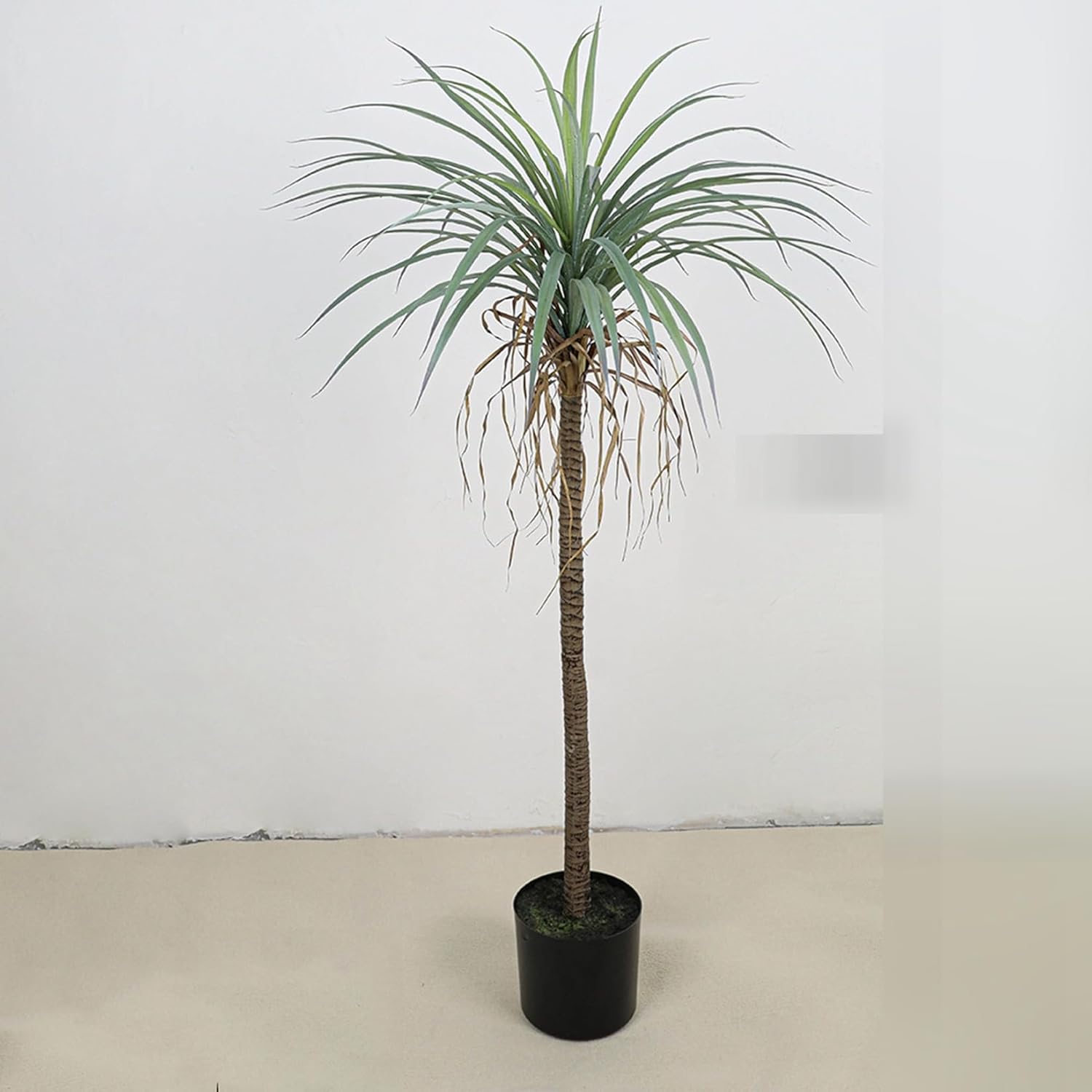 コハウチワカエデ/山採り天然木【現品発送】管理70564 2025年最新