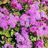 seedsown - Semillas Aster Alpin Alba