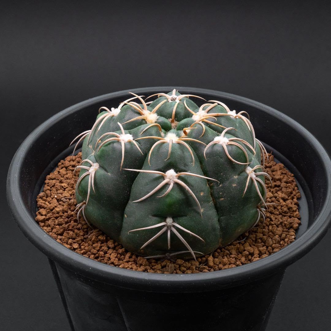 ギムノカリキウム 海王丸 （実生） #104