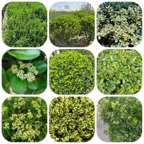 semillas de boj a prueba de invierno plantas resistentes para el jardín plantas exóticas en flor Serie de plantas raras Plantas medicinales arbustos resistentes Plantación de montaña 120pcs